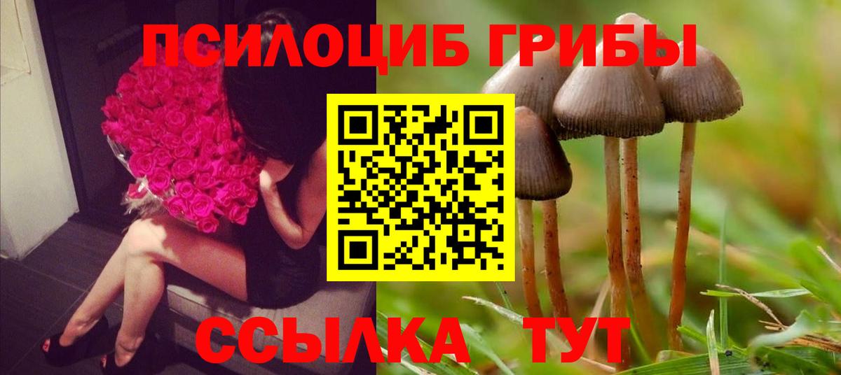 Псилоцибиновые грибы Cubensis Северск